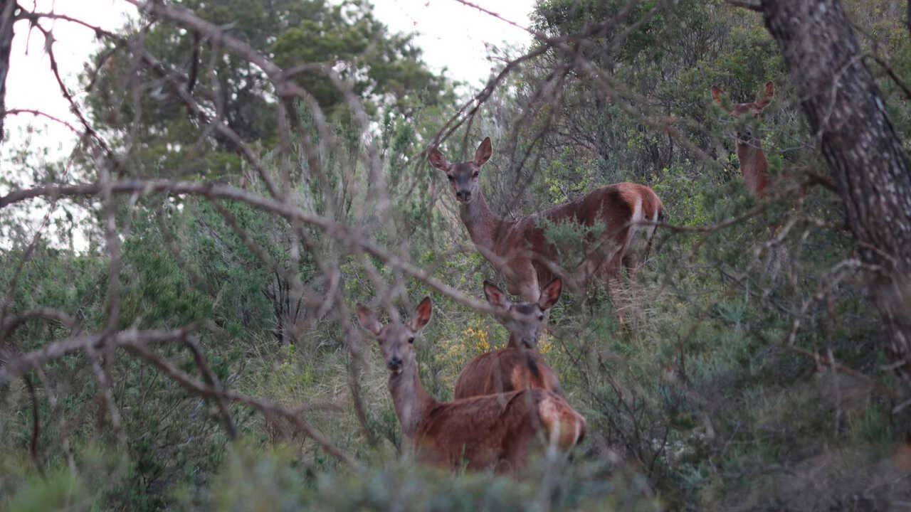 Fraga restreint l’accès motorisé à la montagne pendant le brame du cerf