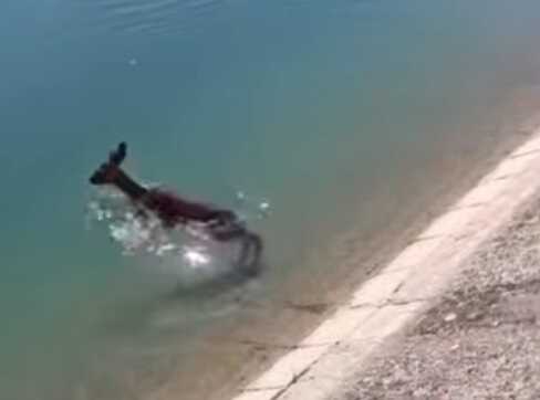 Un garde civil plonge dans un canal des Monegros sans vêtements pour sauver un faon de chevreuil