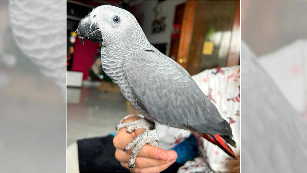Rosita, le perroquet recherché à La Jota : sa propriétaire demande de l'aide : « Si vous tendez le bras et dites son nom, elle vient »