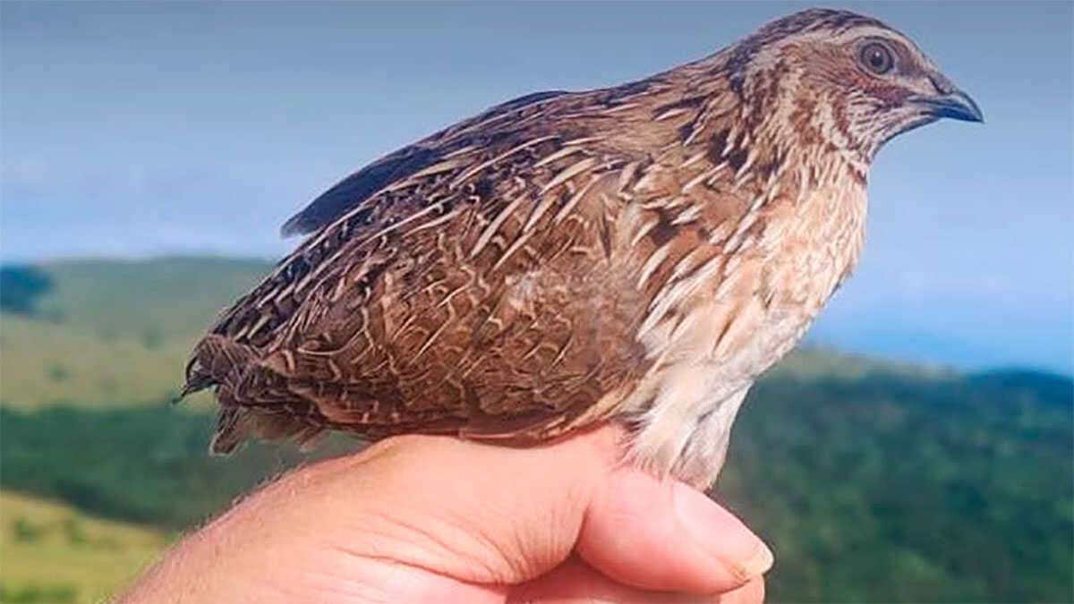 La Fédération aragonaise de chasse, lauréate du Prix Aragón de l’environnement 2026