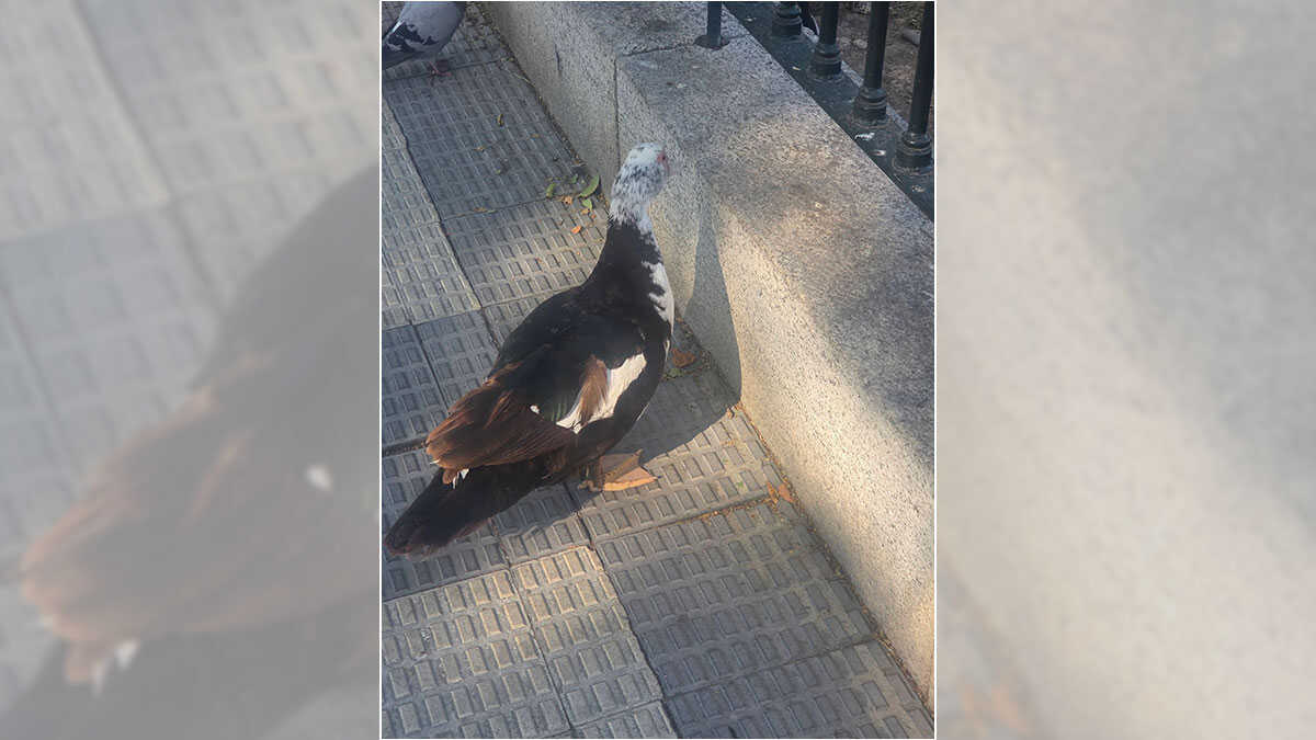 Plaintes à Torrero contre les riverains qui nourrissent les canards du canal et la possible prolifération des rats