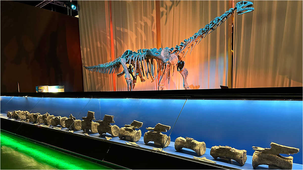 Le géant qui a conquis le monde a aussi foulé le sol de Teruel : le premier Diplodocus d’Europe découvert