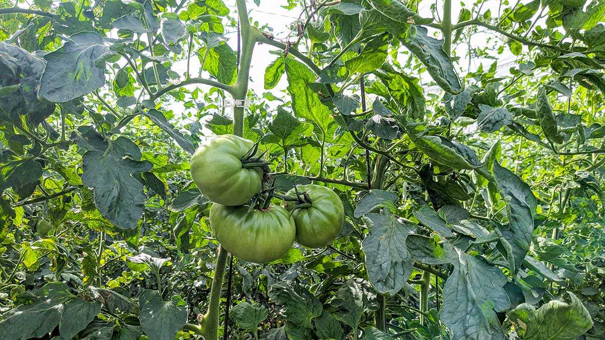 « Ce ne sont pas des vis, ce sont des plantes » : la chaleur réduit jusqu’à 30 % la production de tomate rose de Barbastro