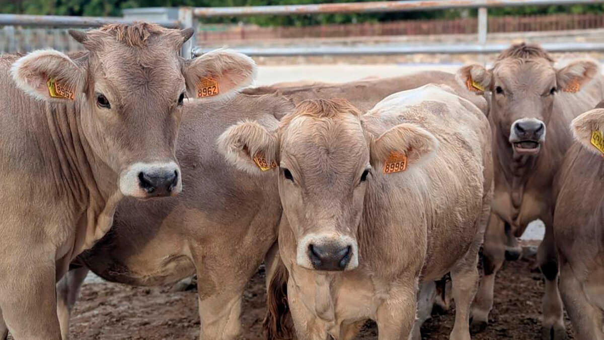 BoviTECH présentera à la Foire de Cedrillas ses avancées pour améliorer la gestion des bovins à l’engraissement