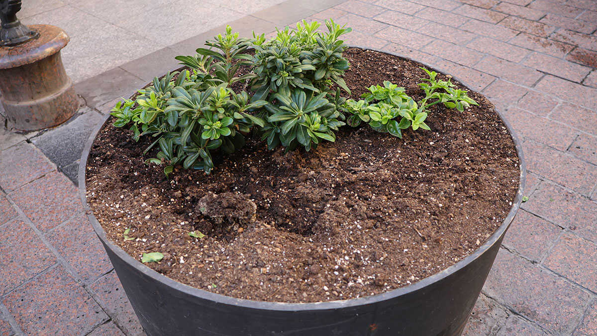Vandalisme en pleine rue Alfonso I à Saragosse : les plantes de plusieurs jardinières ont disparu