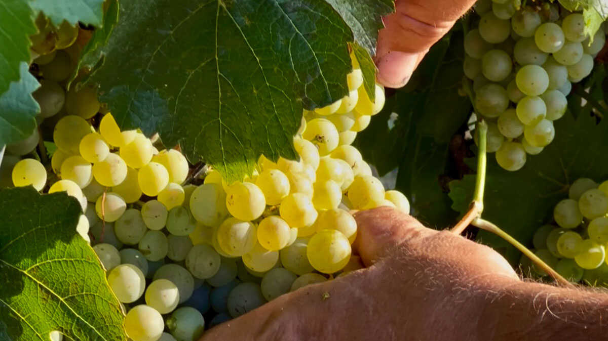 Le Somontano dépasse 17 millions de kilos de raisin et clôt ses vendanges les plus précoces