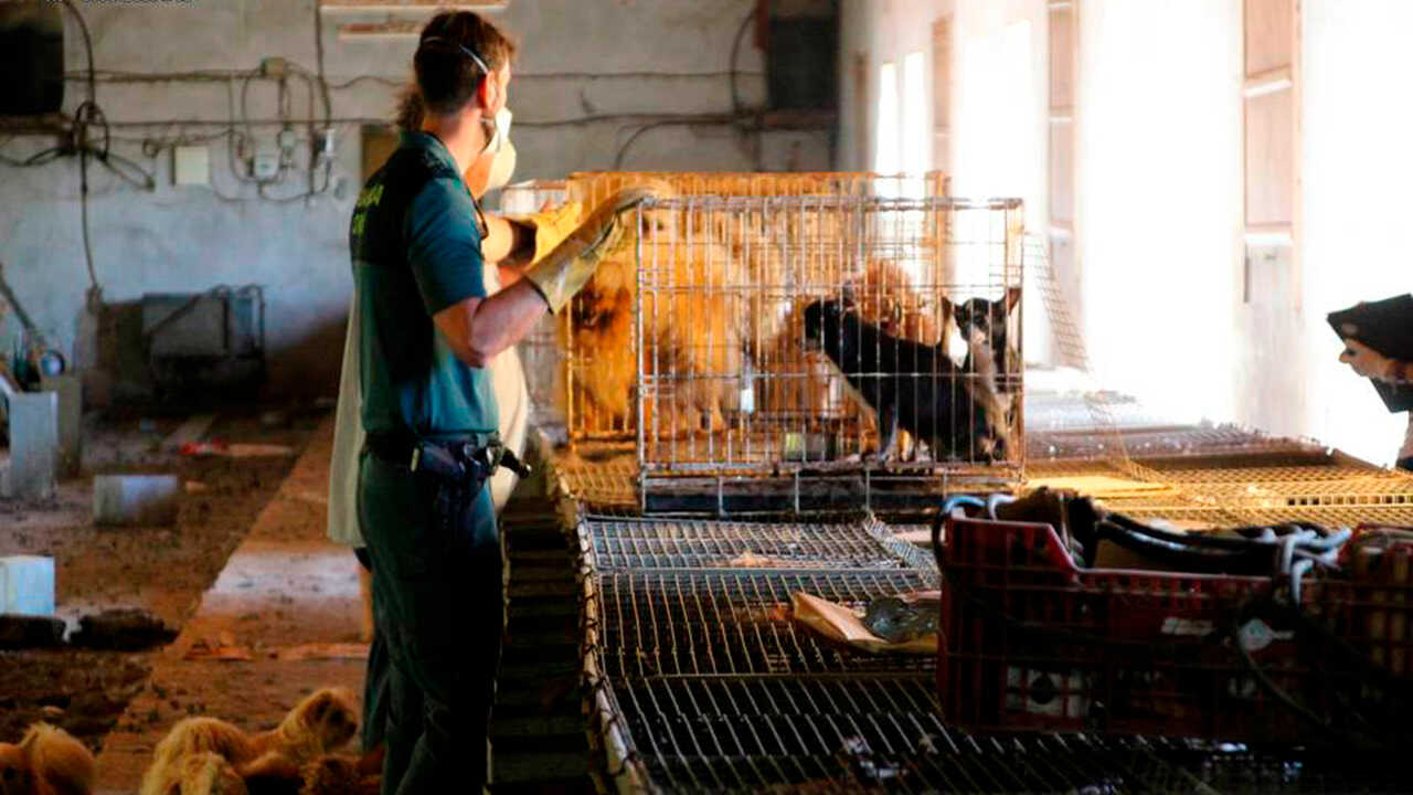 Les chiens sont à l’origine de 99 % des cas de rage transmis à l’être humain