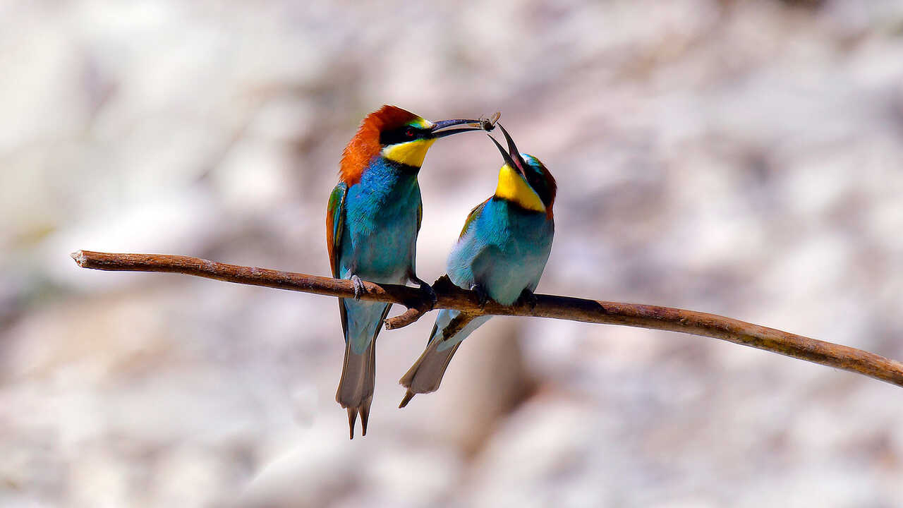 Le plan parfait pour les amoureux de la nature : l’Aragon célèbre la Journée des oiseaux
