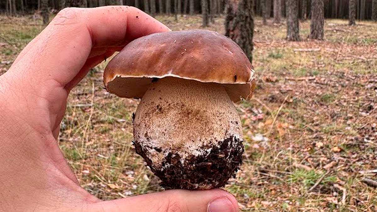 Saison des champignons en Aragon 2026 : permis, kilos autorisés et lieux de récolte
