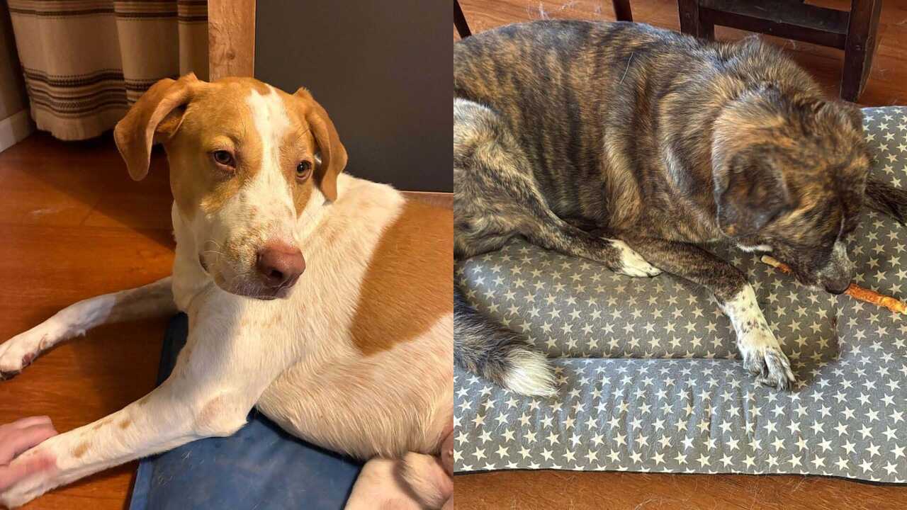 Rasmia et Rolde : l’histoire de deux chiens de Saragosse qui émeut les réseaux sociaux