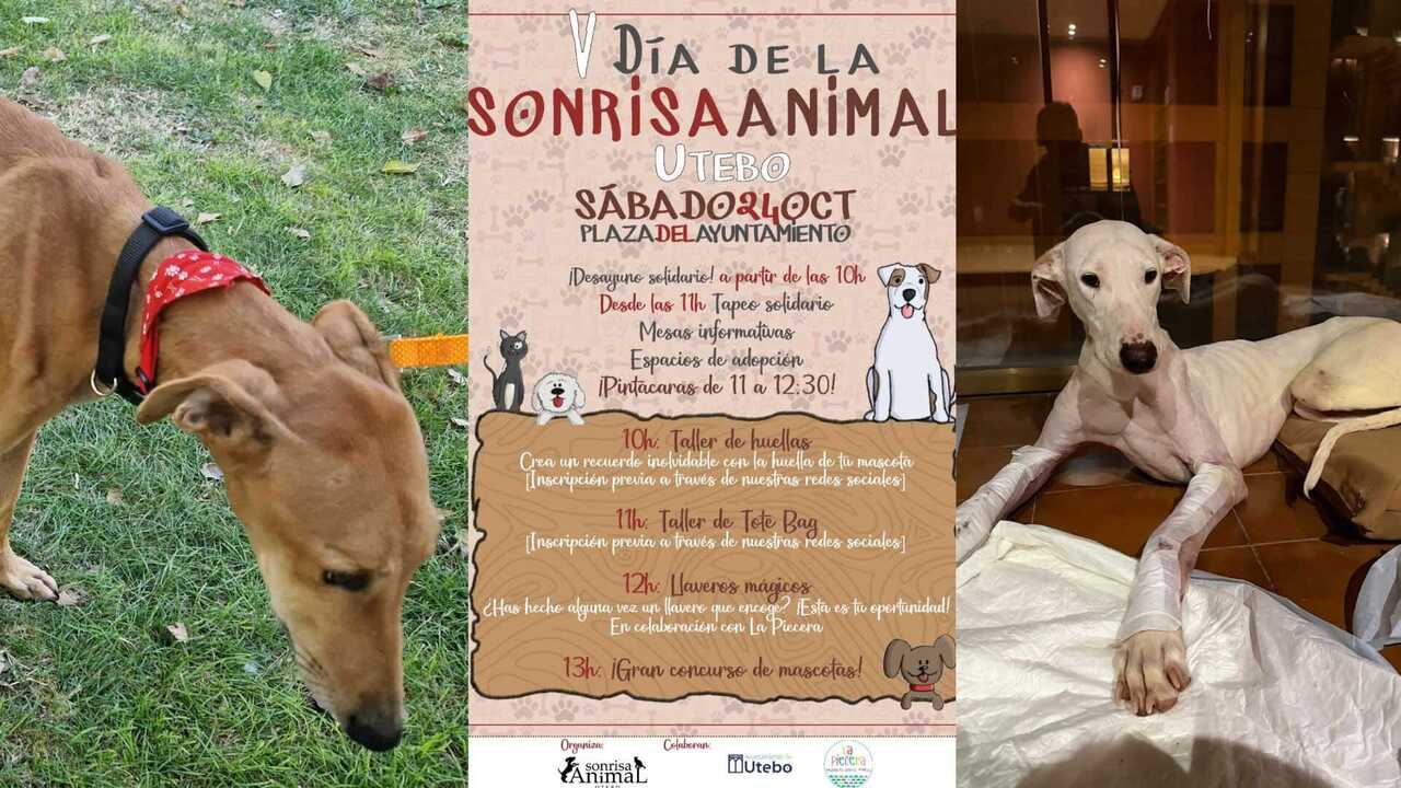 Ateliers, maquillage et adoptions : Utebo prépare sa journée solidaire