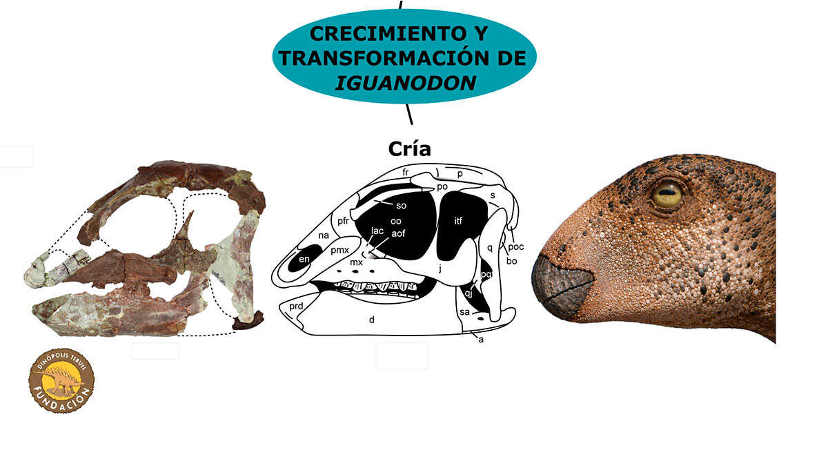 De la naissance à l’âge adulte : des fossiles de Teruel permettent de reconstituer le crâne de l’Iguanodon