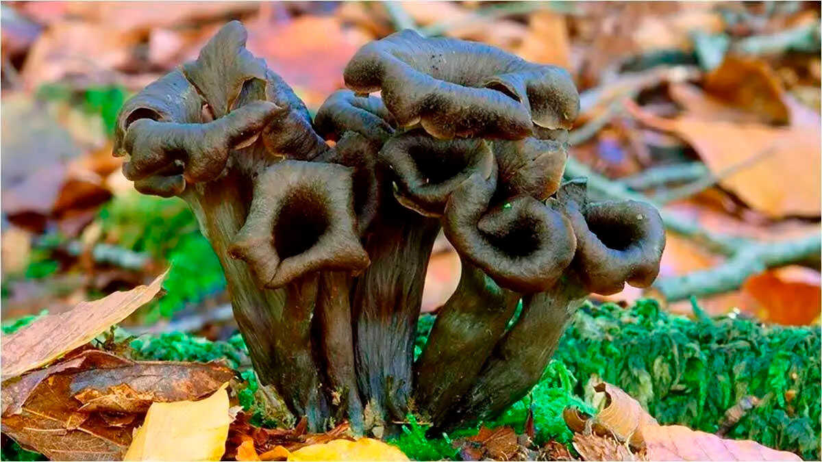 Où cueillir des champignons à Saragosse : les quatre meilleurs endroits
