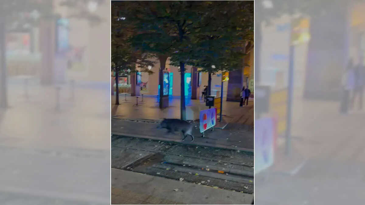 Des témoins recherchés après la mort du sanglier qui a parcouru Saragosse pendant les Fêtes du Pilar