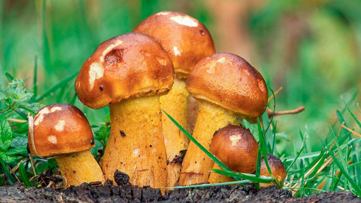 Deux jours entre champignons et forêts : voici les Journées mycologiques de la Sierra d’Albarracín