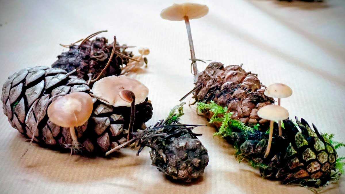 La saison des champignons arrive dans les Cinco Villas : le retour des Journées mycologiques avec excursions, ateliers et repas populaires