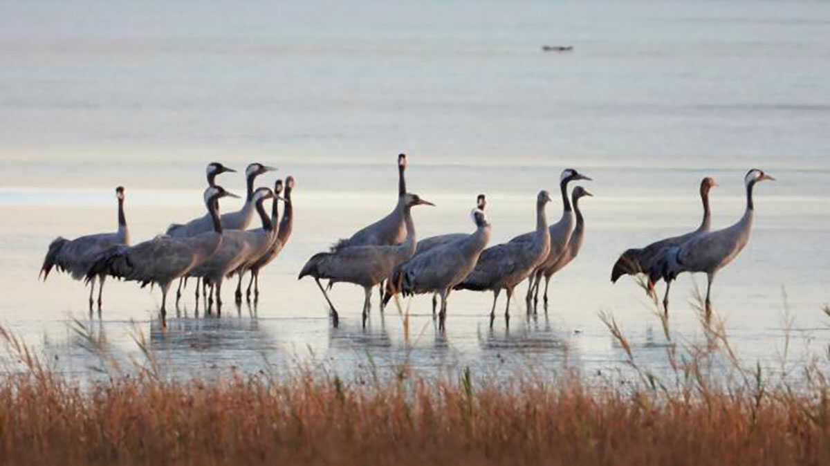 Des milliers de grues se préparent à arriver en Aragon : un spectacle naturel à découvrir gratuitement cet automne