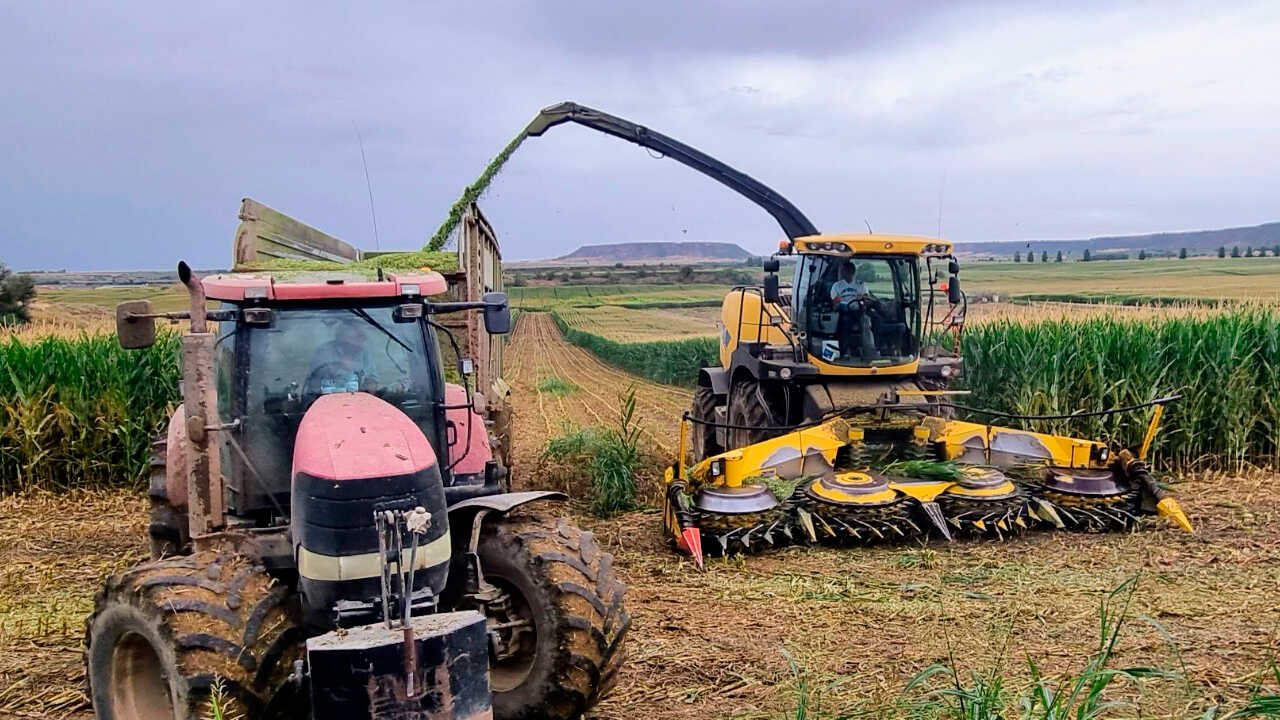 Asaja alerte sur l’avenir du maïs en Aragon : moins d’hectares et une rentabilité en baisse