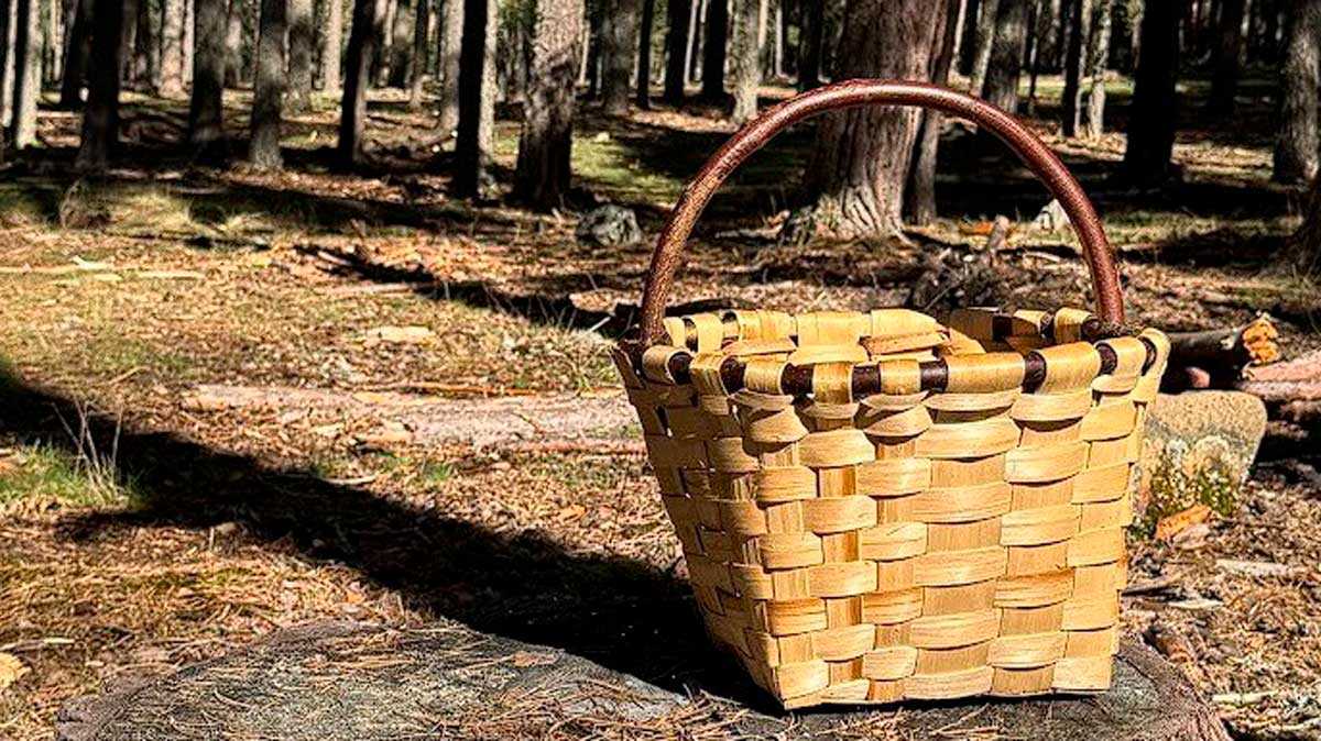 Combien de kilos de champignons peut-on ramasser légalement en Aragon ? Règles et permis pour éviter une amende