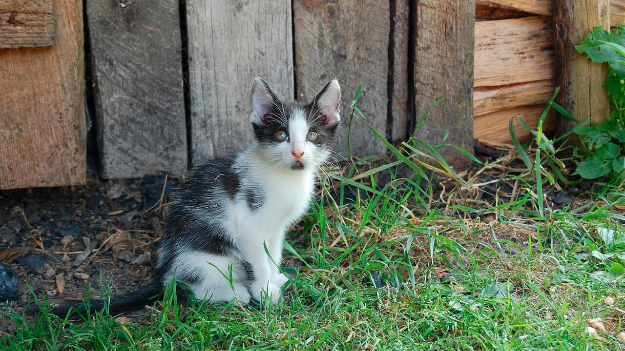 La DPZ consacre 300 000 euros aux villages de Saragosse pour gérer leurs colonies de chats