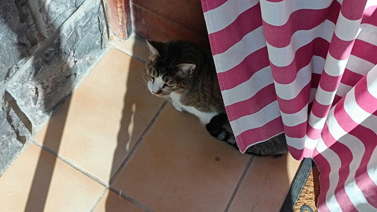Fin heureuse pour Nano, le chat perdu à Santa Isabel : « Il a été retrouvé »