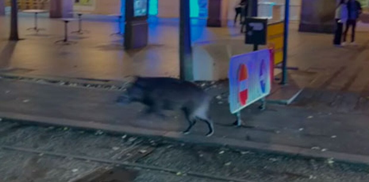 La Fédération aragonaise de chasse propose son aide à Saragosse face aux sangliers dans les rues