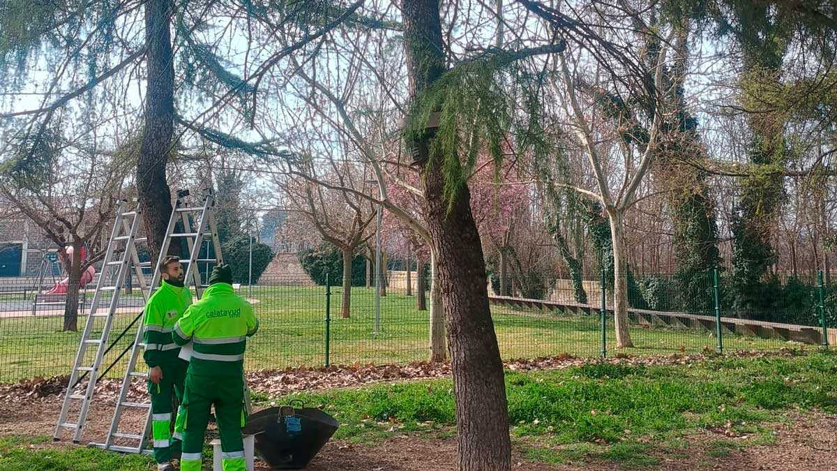 La mairie de Saragosse lance un appel d’offres pour traiter la processionnaire dans les écoles et les aires de jeux